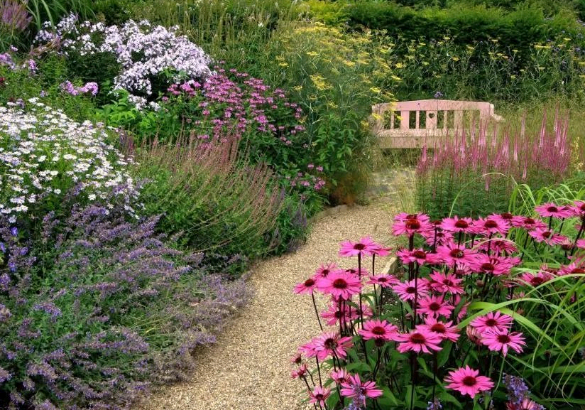 echinacea terry planting and care in the open field