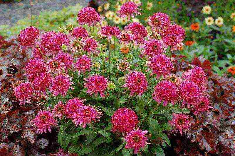 echinacea terry na pagtatanim at pangangalaga sa bukas na bukid