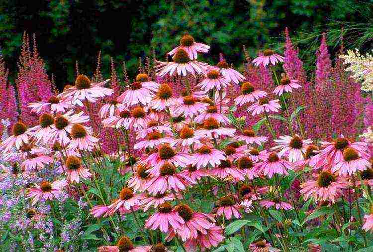 echinacea terry na pagtatanim at pangangalaga sa bukas na bukid