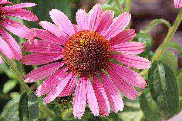 echinacea planting and care in the open field in the fall