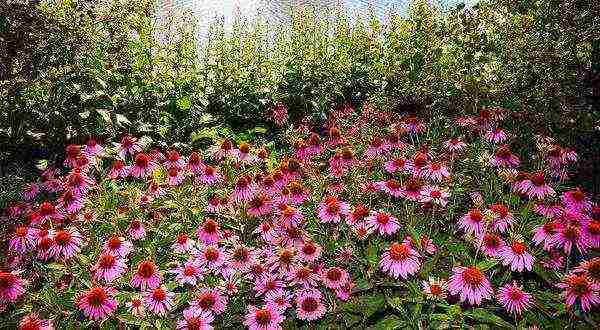 Echinacea planting and care in the open field in the fall