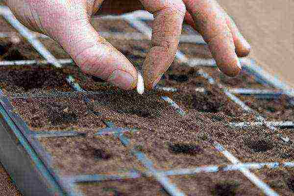 echinacea planting and care in the open field in the fall