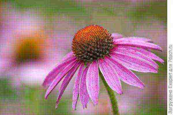 Echinacea planting and care in the open field in the fall