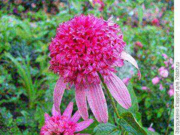 Echinacea planting and care in the open field in the fall