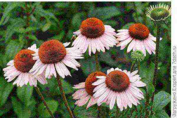 Echinacea planting and care in the open field in the fall