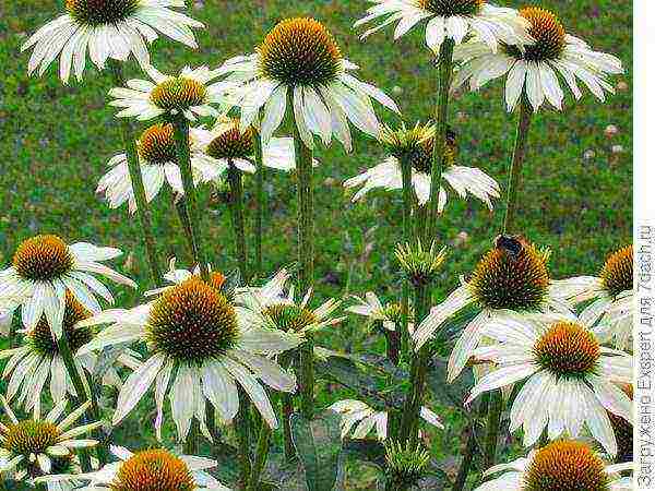 Echinacea planting and care in the open field in the fall