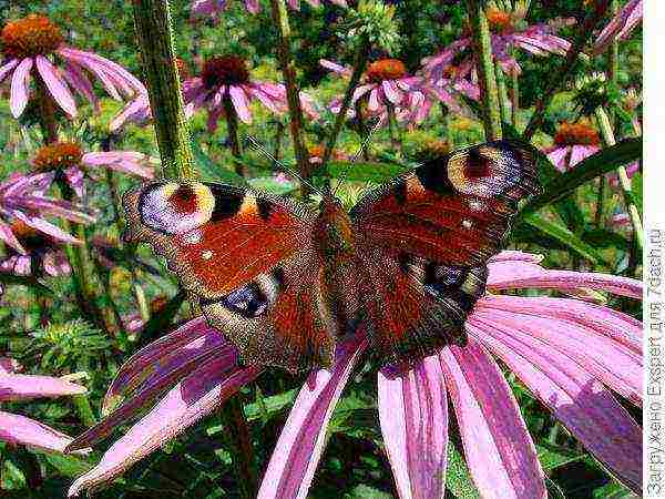 echinacea planting and care in the open field in the fall