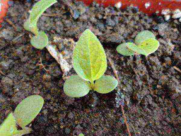 echinacea planting and care in the open field in the fall