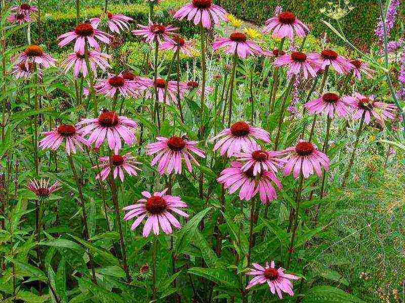 echinacea planting and care in the open field in the fall