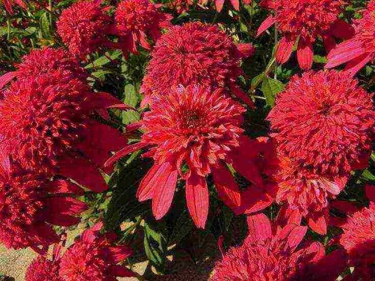 echinacea planting and care in the open field in the fall