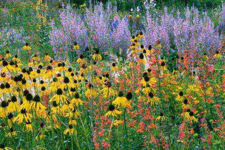 echinacea planting and care in the open field in the fall