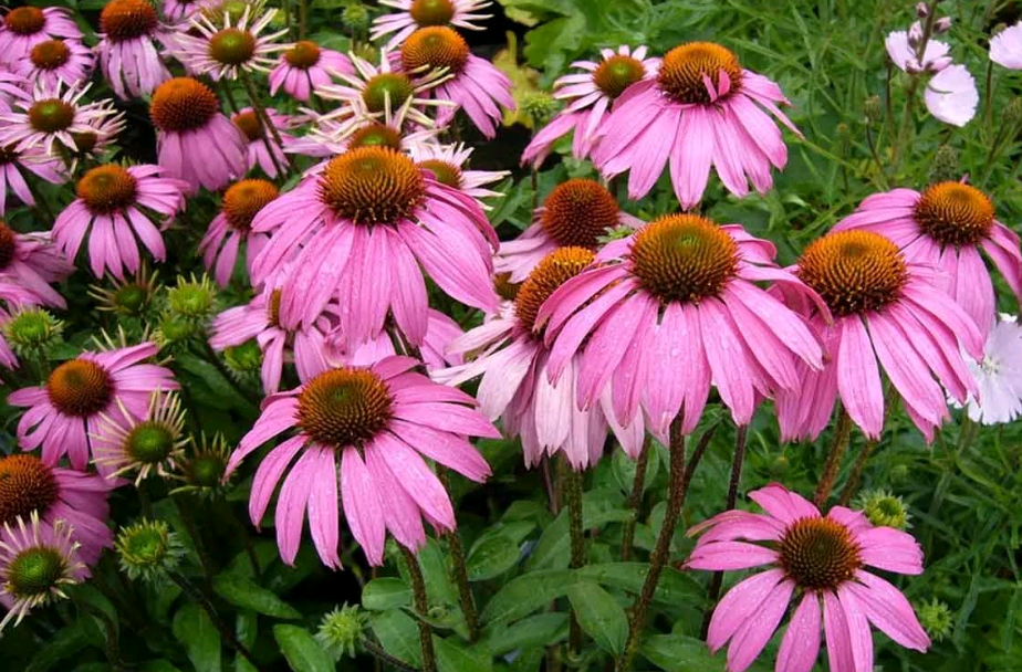 echinacea planting and care in the open field in the fall