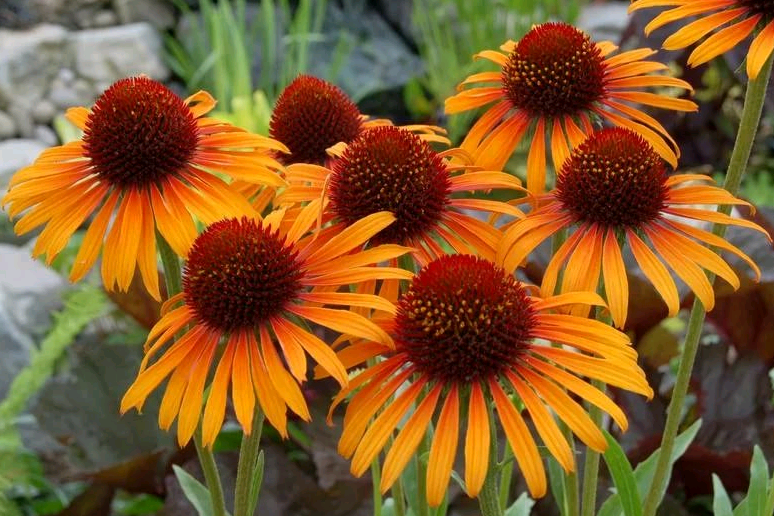 echinacea planting and care in the open field in the fall