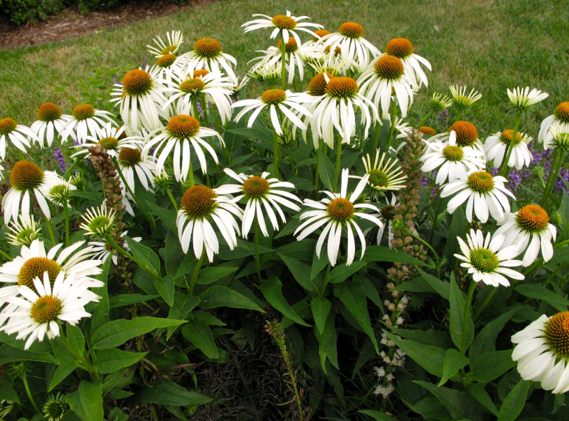 echinacea planting and care in the open field in the fall