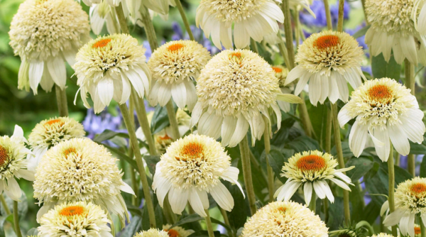 Echinacea ปลูกและดูแลในทุ่งโล่งในฤดูใบไม้ร่วง