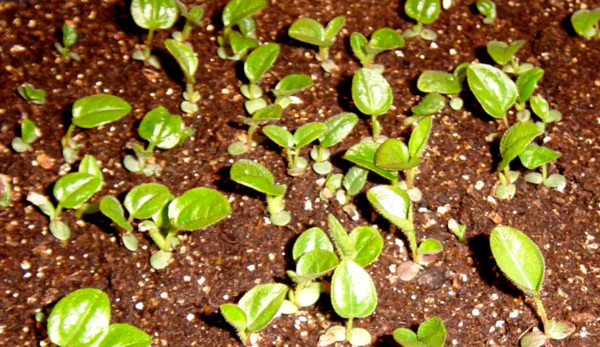 echinacea planting and care in the open field in the fall