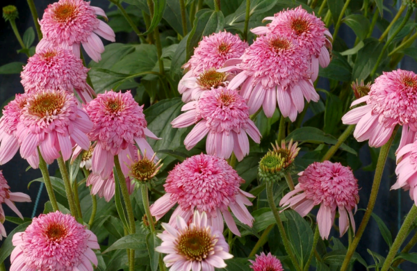 echinacea ปลูกและดูแลในทุ่งโล่งในฤดูใบไม้ร่วง