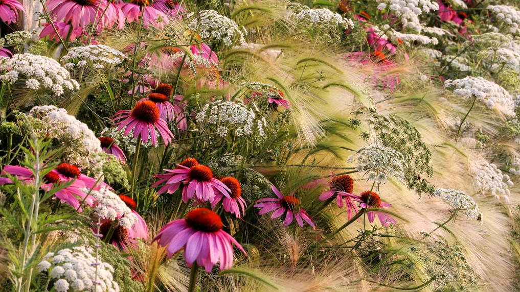 echinacea planting and care in the open field in the fall