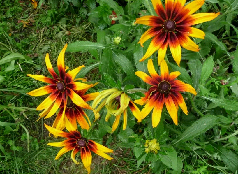 ang pagtatanim at pag-aalaga ng echinacea sa bukas na bukid sa taglagas