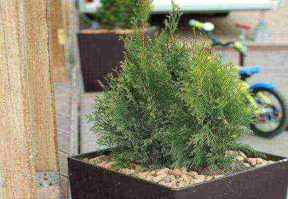 spruce at home how to grow