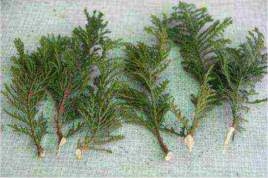 spruce at home how to grow