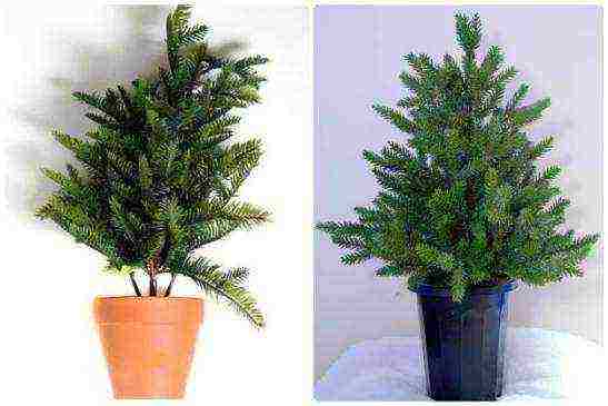 spruce at home how to grow