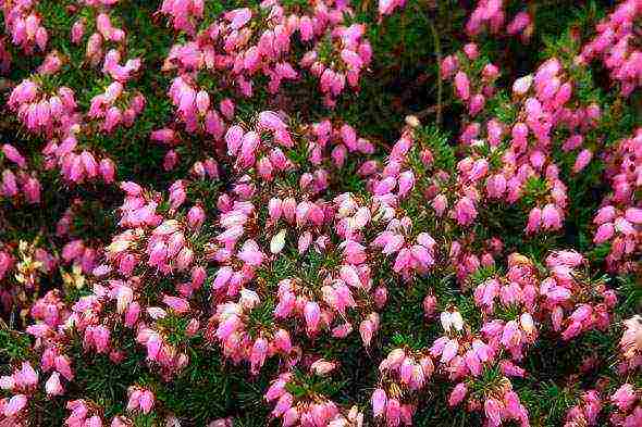 Erica planting and care in the open field in the suburbs