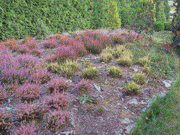 Erica planting and care in the open field in the suburbs