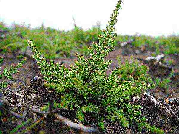 Erica planting and care in the open field in the suburbs