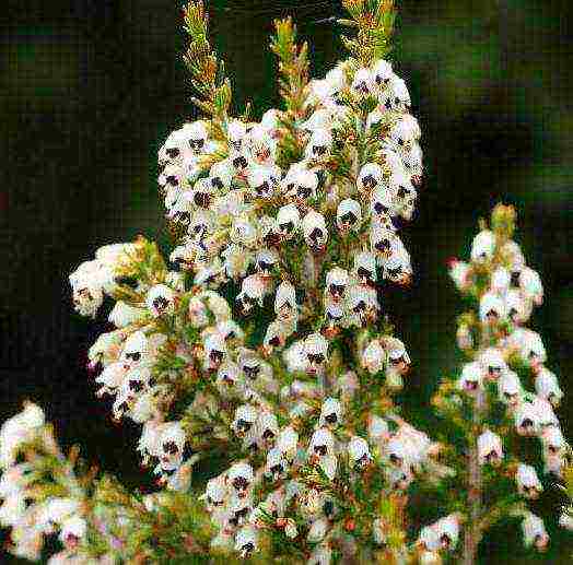 Erica planting and care in the open field in the suburbs