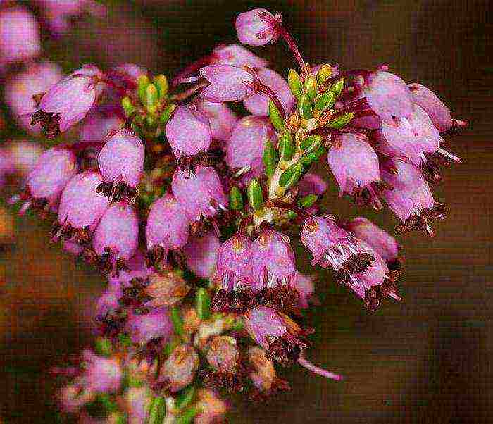 Erica planting and care in the open field in the suburbs