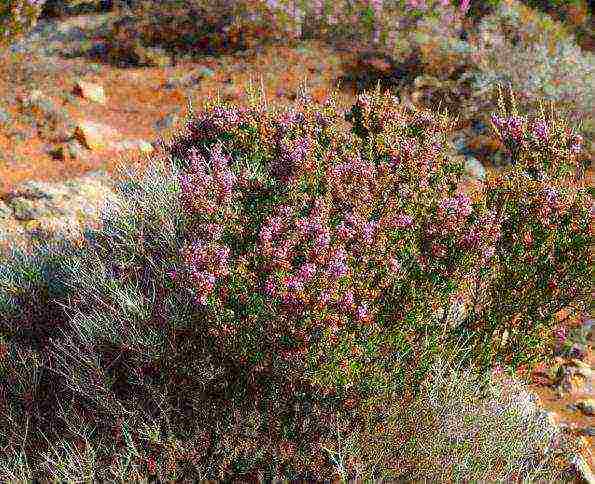 Erica planting and care in the open field in the suburbs