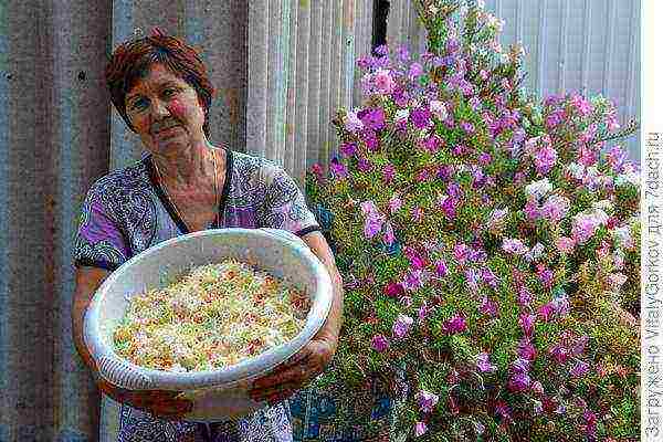 marami tayong mga manggagawa upang mapalago ang isang mayamang ani