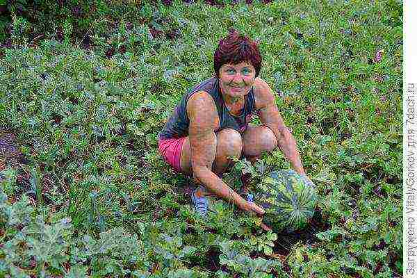 marami tayong mga manggagawa upang mapalago ang isang masaganang ani