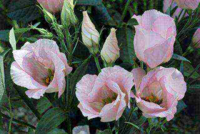 eustoma how to grow at home