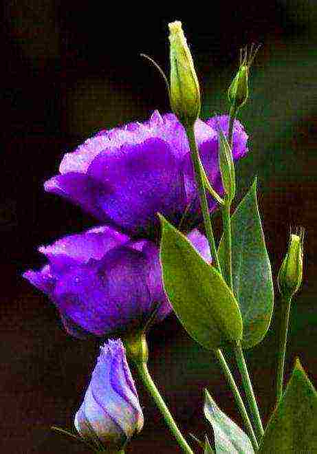 eustoma how to grow at home