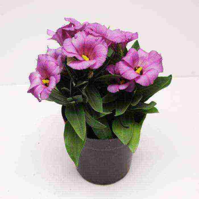 eustoma how to grow at home