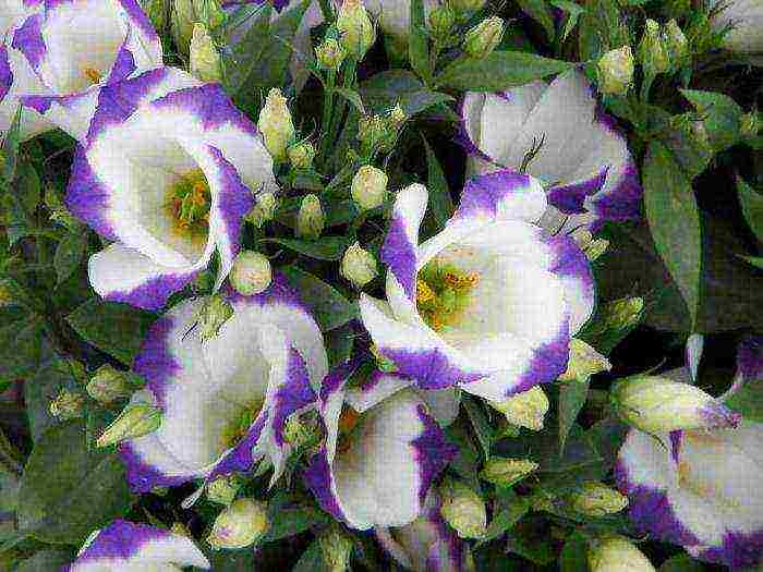 eustoma how to grow at home