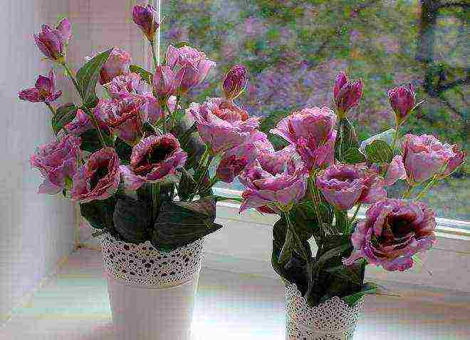 eustoma how to grow at home