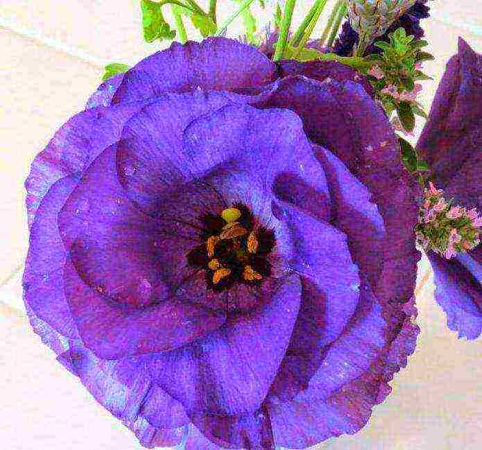 eustoma long-term planting and care in the open field