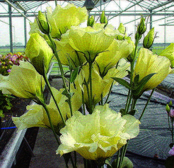 eustoma long-term planting and care in the open field