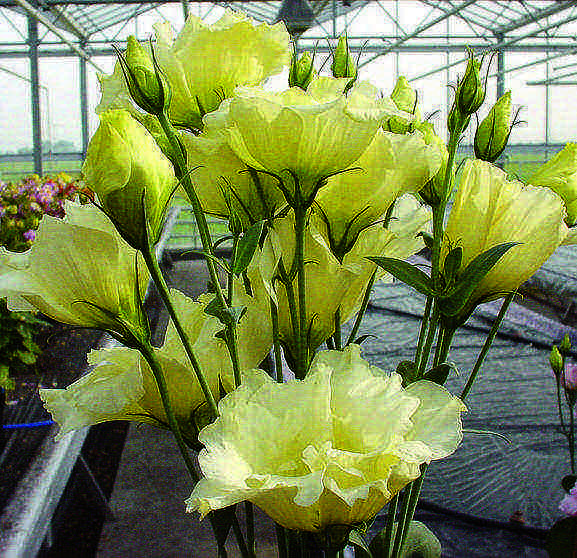 eustoma การปลูกและดูแลระยะยาวในทุ่งโล่ง