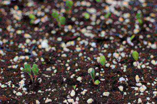 eustoma planting and care in the open field in the Urals