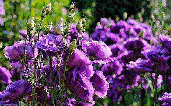 eustoma planting and care in the open field in the Urals