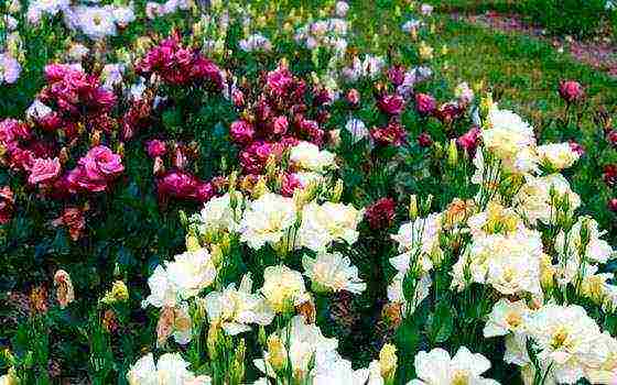 eustoma planting and care in the open field in the Urals