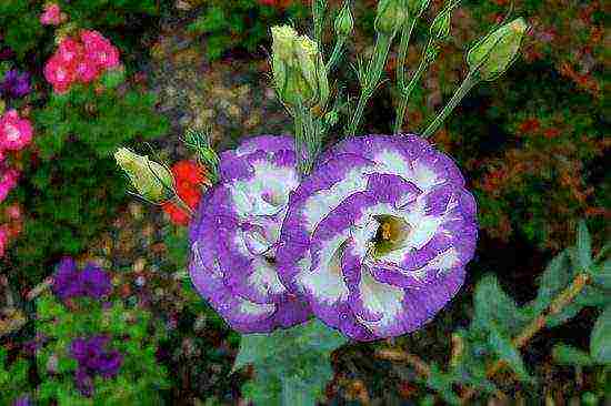 eustoma planting and care in the open field in the Urals