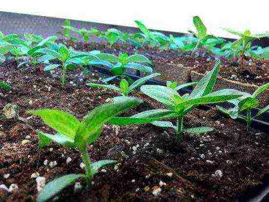 eustoma planting and care in the open field in the Urals