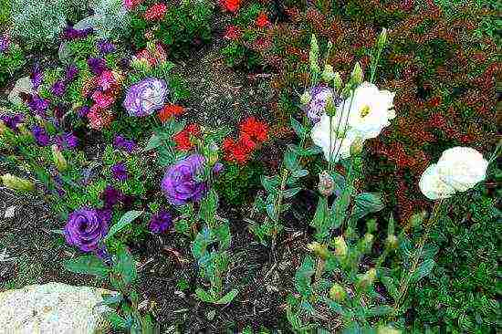 eustoma planting and care in the open field in the Urals