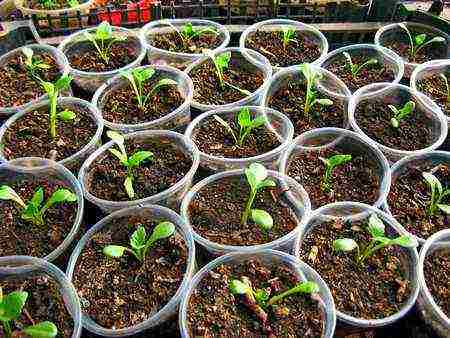 eustoma planting and care in the open field in the Urals