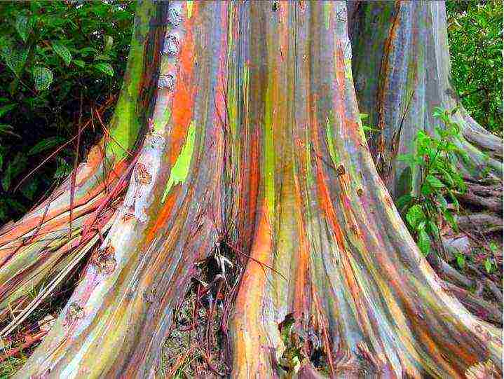 eucalyptus lemon flagship from seed to grow at home